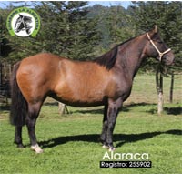 Alaraca-255902